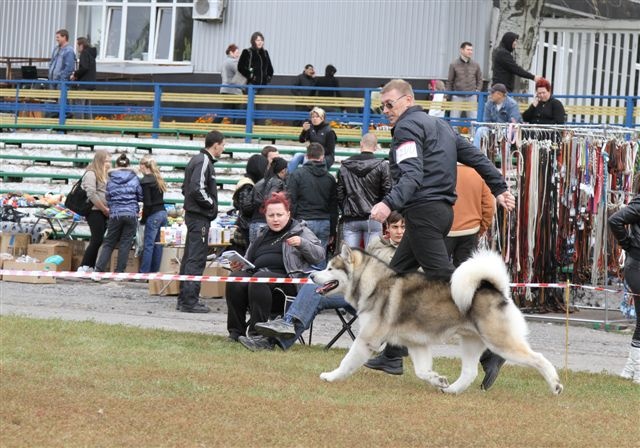 1.10.2011. . , -UA   Donbass Dog Show, : Ramune Kazlauskaite ()  , , IG-1.